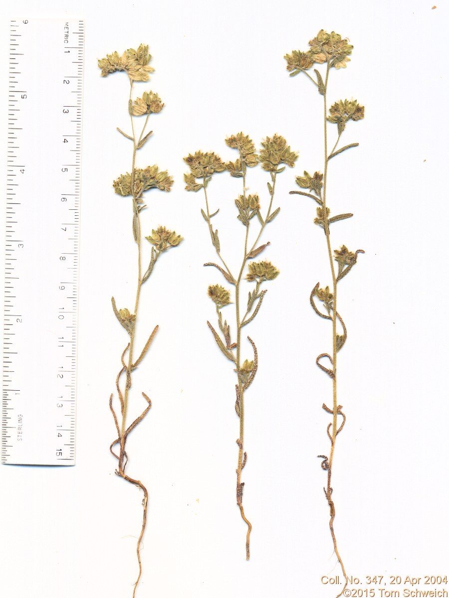 Boraginaceae Cryptantha pterocarya cycloptera