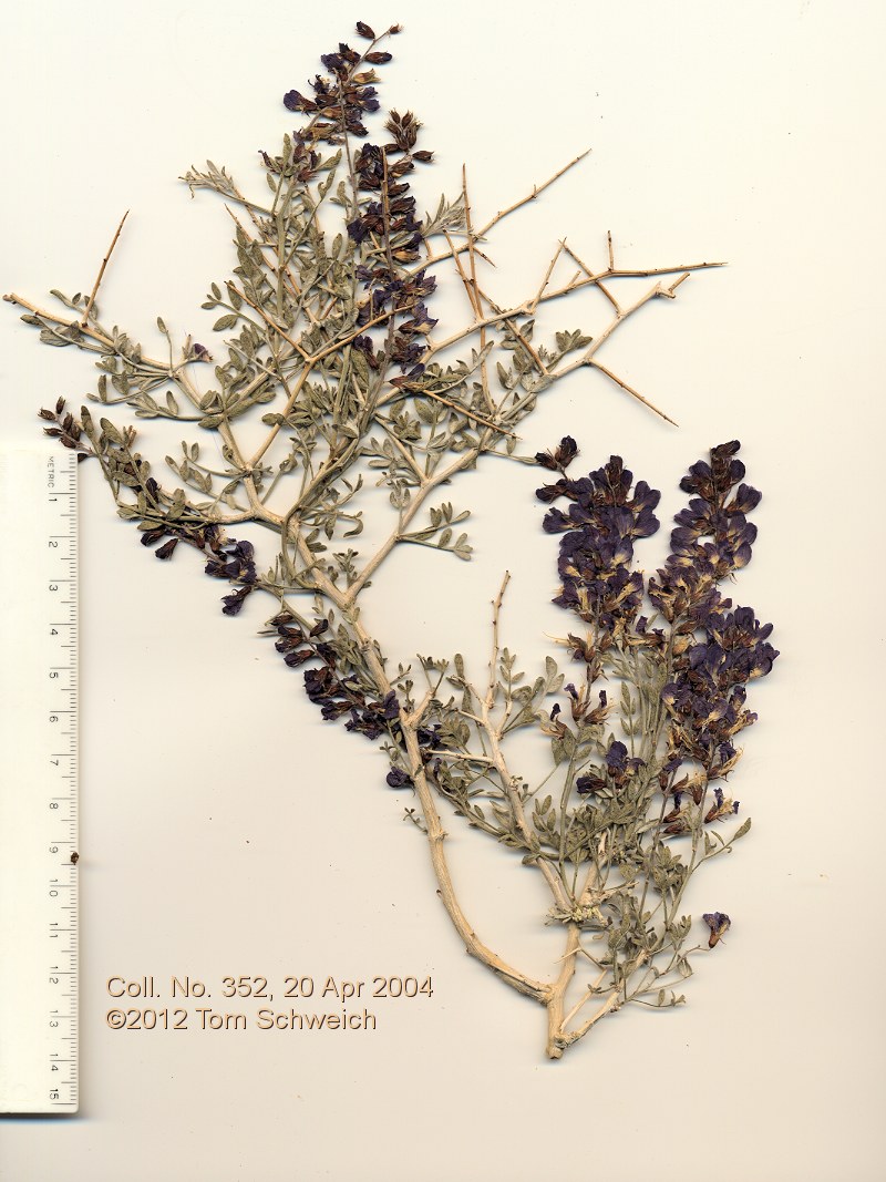 Fabaceae Psorothamnus fremontii fremontii