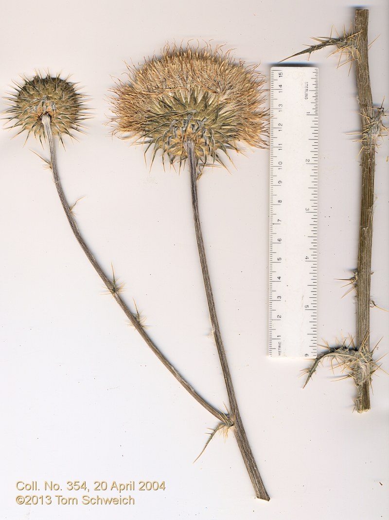 Asteraceae Cirsium neomexicanum
