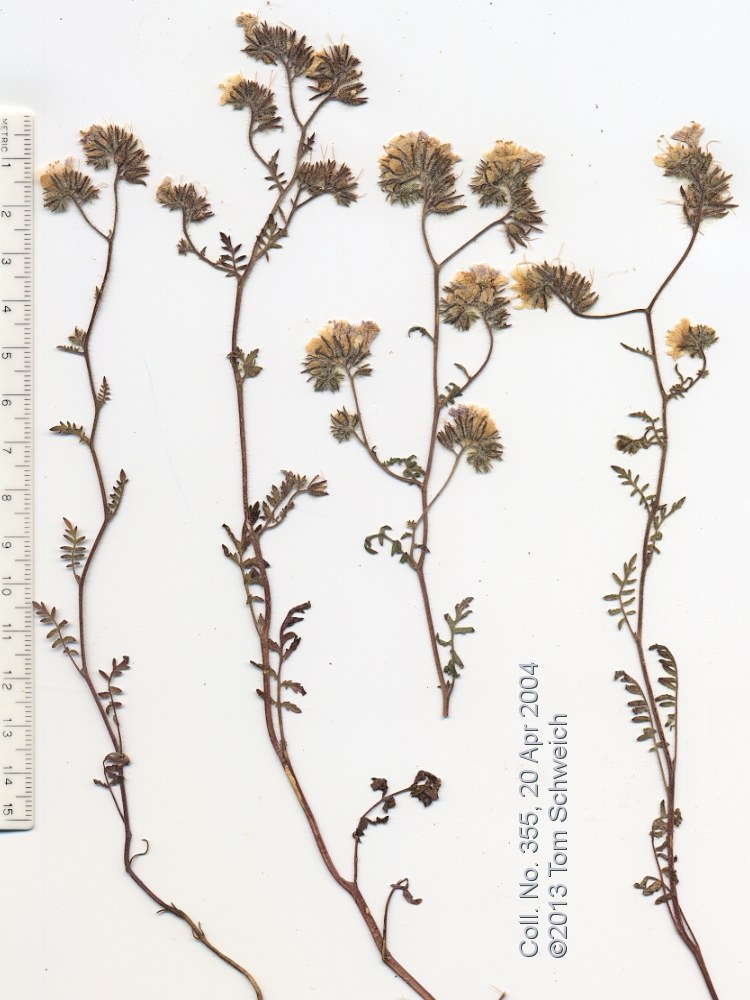 Boraginaceae Phacelia vallis-mortae