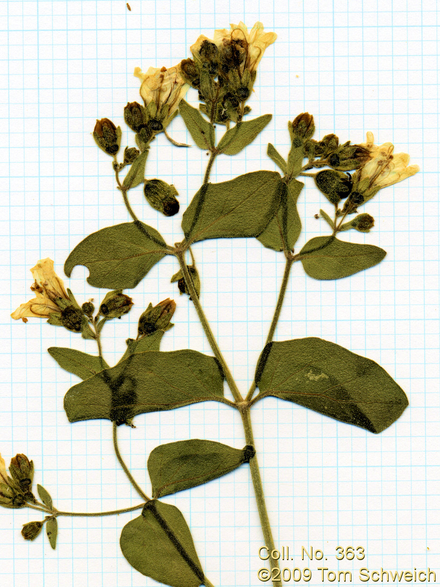 Nyctaginaceae Mirabilis laevis villosa