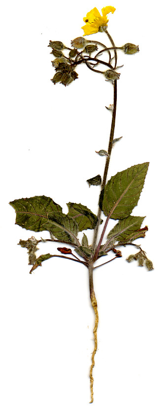Onagraceae Camissonia brevipes brevipes