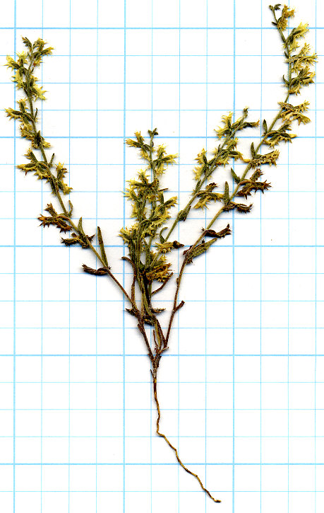 Boraginaceae Pectocarya platycarpa