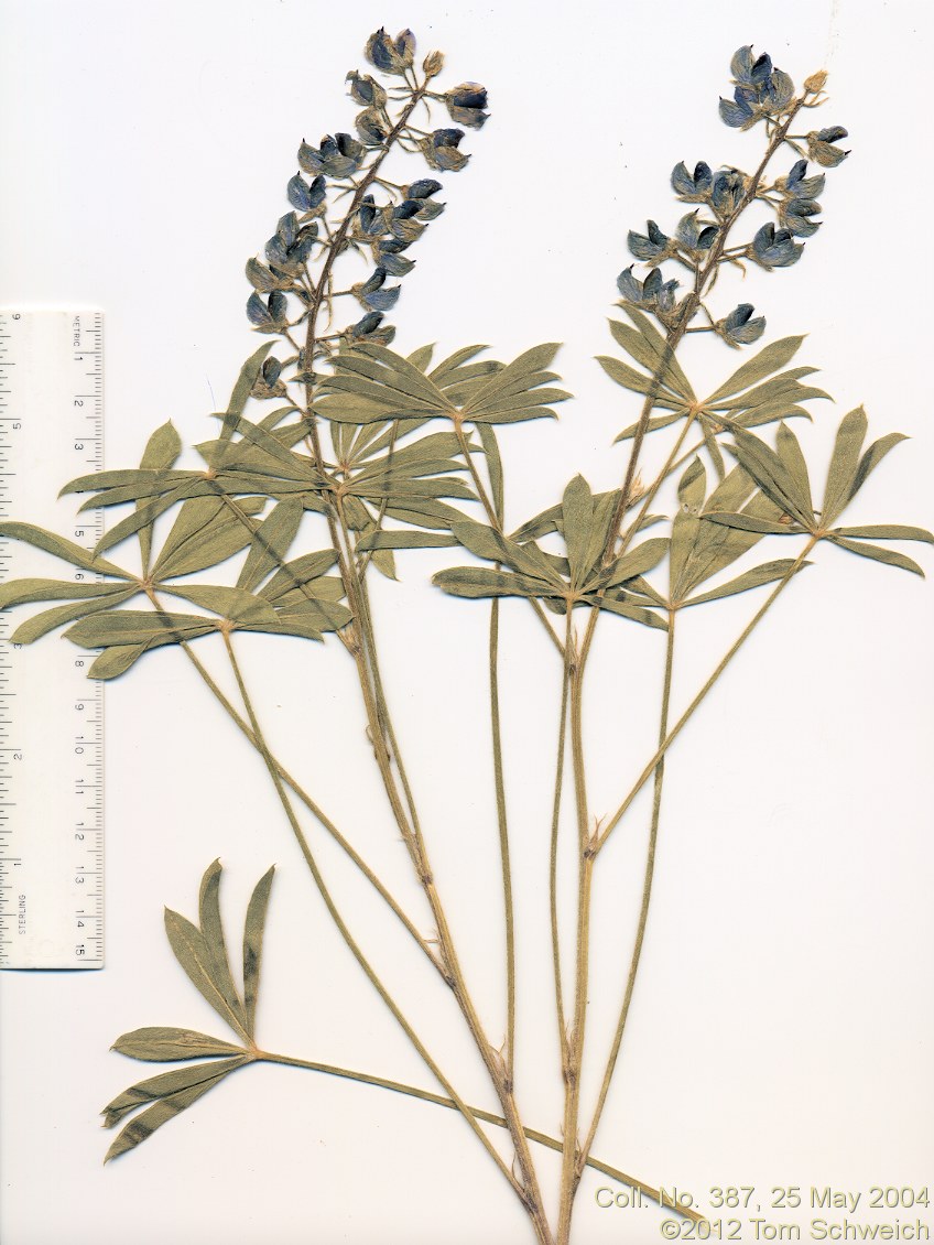 Fabaceae Lupinus holmgrenanus