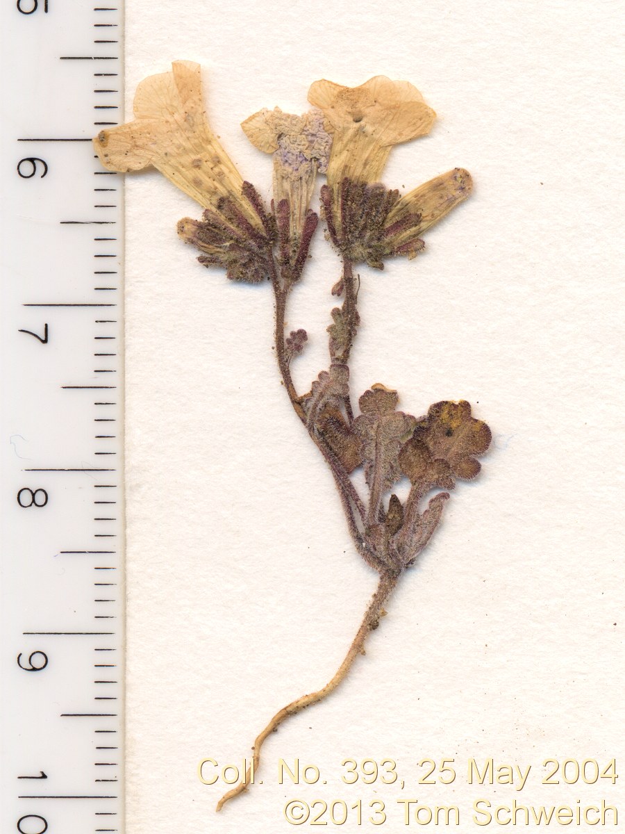 Boraginaceae Phacelia gymnoclada