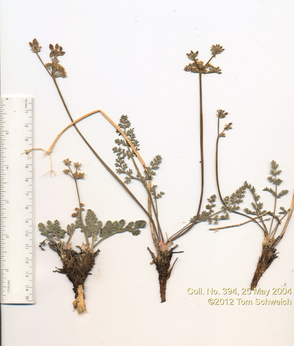 Apiaceae Lomatium foeniculaceum fimbriatum