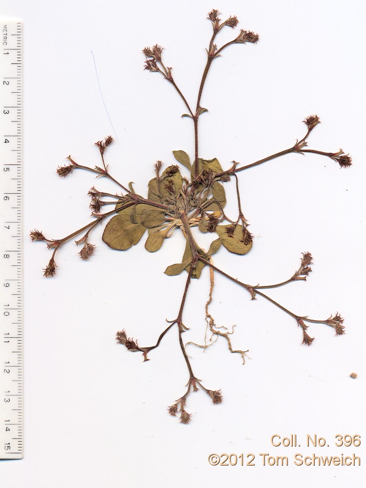 Polygonaceae Chorizanthe brevicornu spathulata