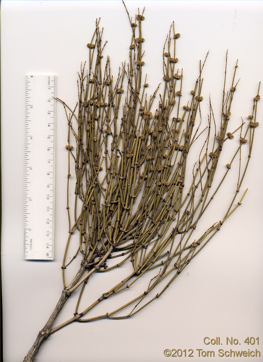 Ephedraceae Ephedra viridis