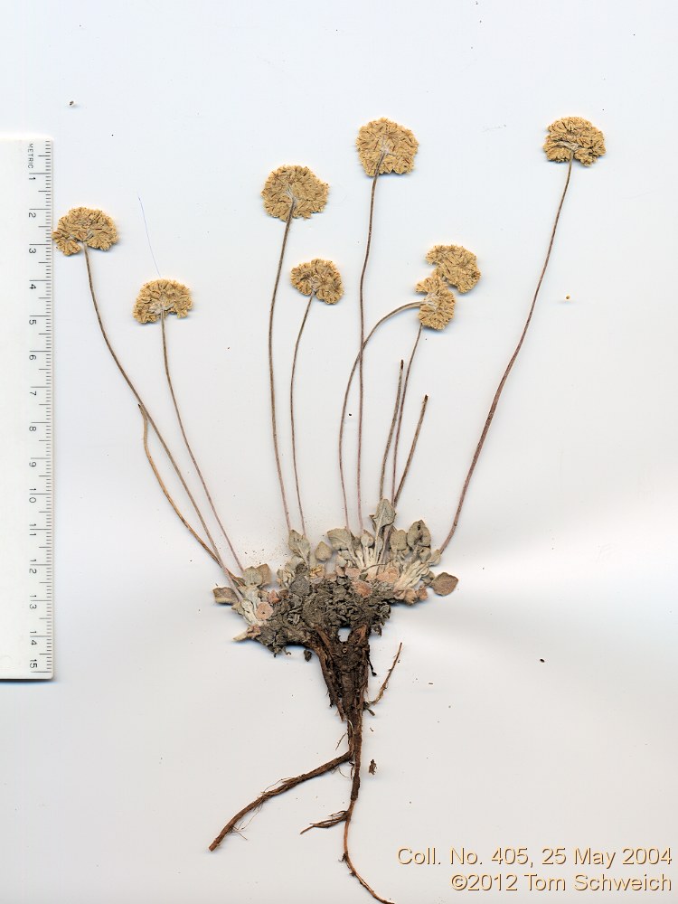 Polygonaceae Eriogonum ovalifolium ovalifolium