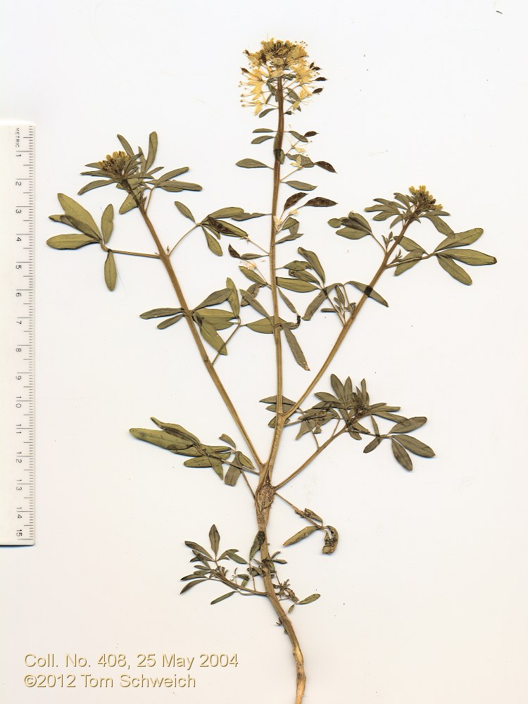 Cleomaceae Peritoma lutea