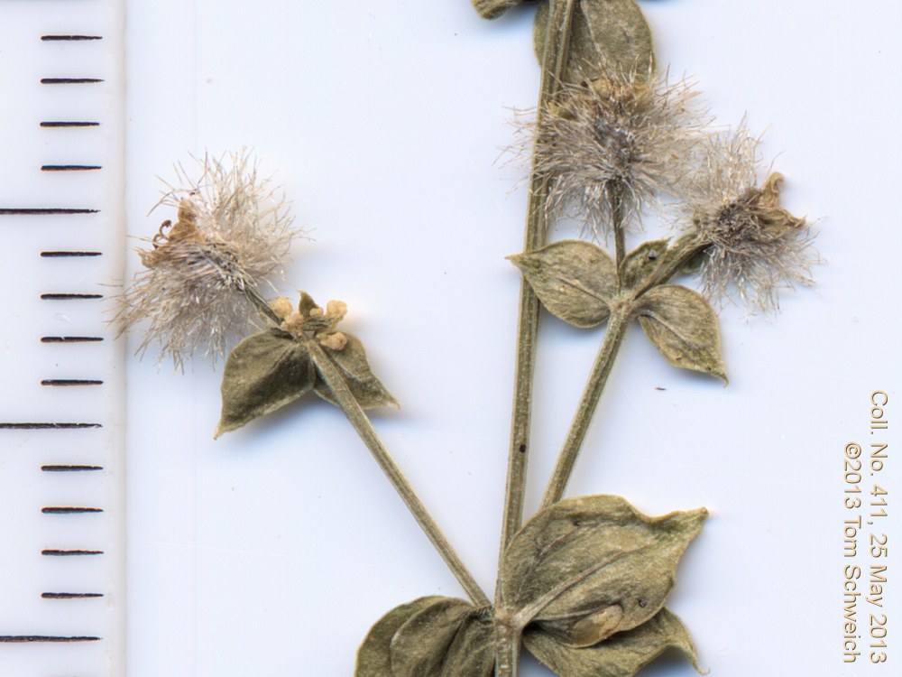 Rubiaceae Galium multiflorum