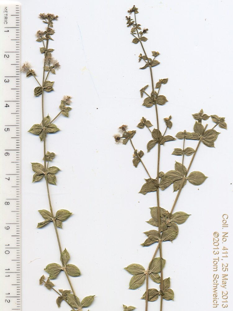 Rubiaceae Galium multiflorum