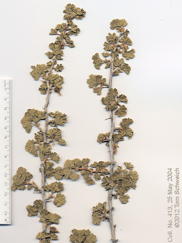 Grossulariaceae Ribes velutinum