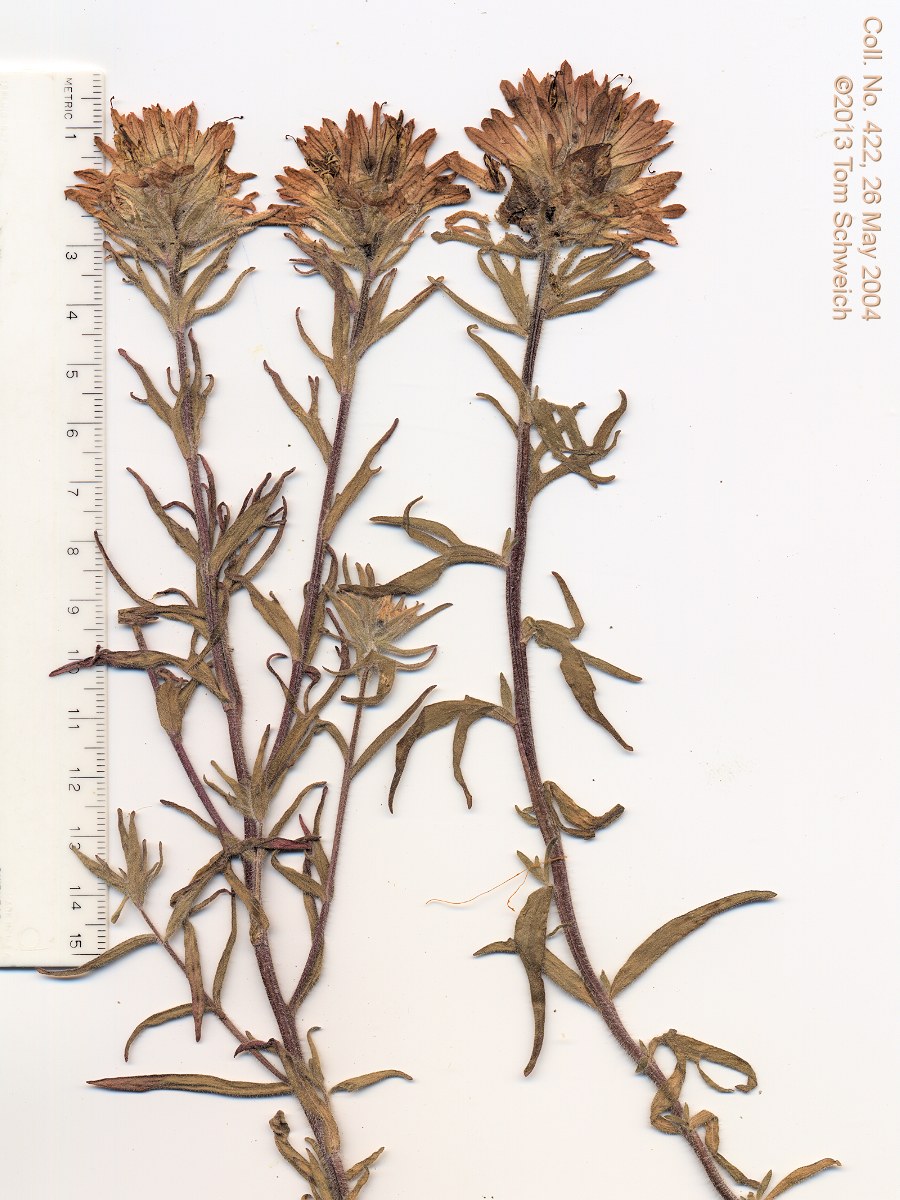 Orobanchaceae Castilleja chromosa