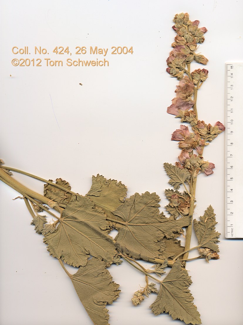 Malvaceae Sphaeralcea ambigua
