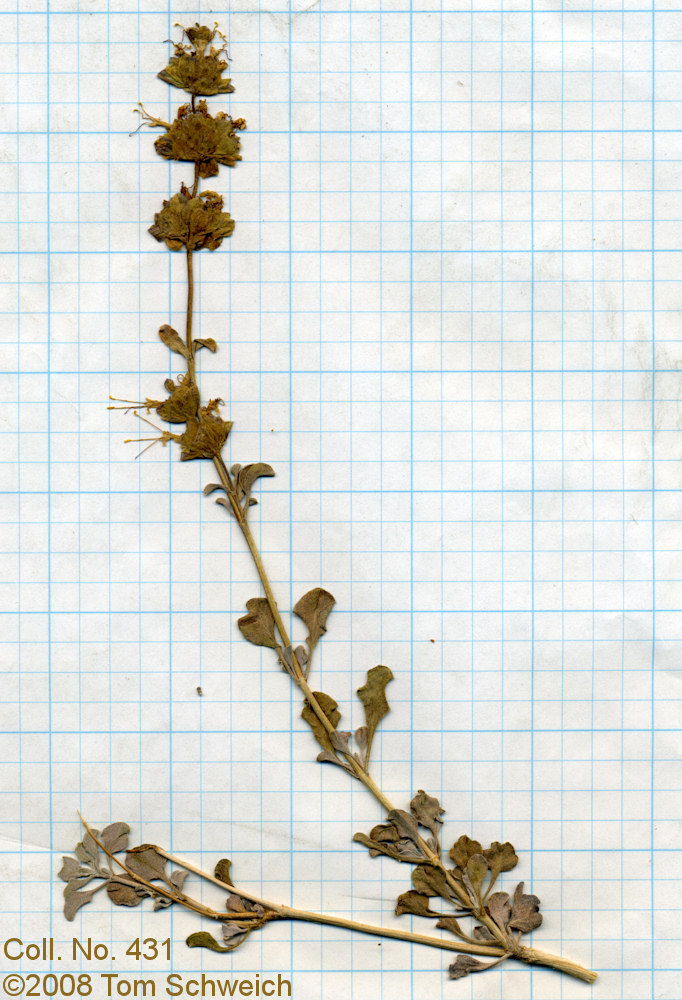 Lamiaceae Salvia dorrii dorrii