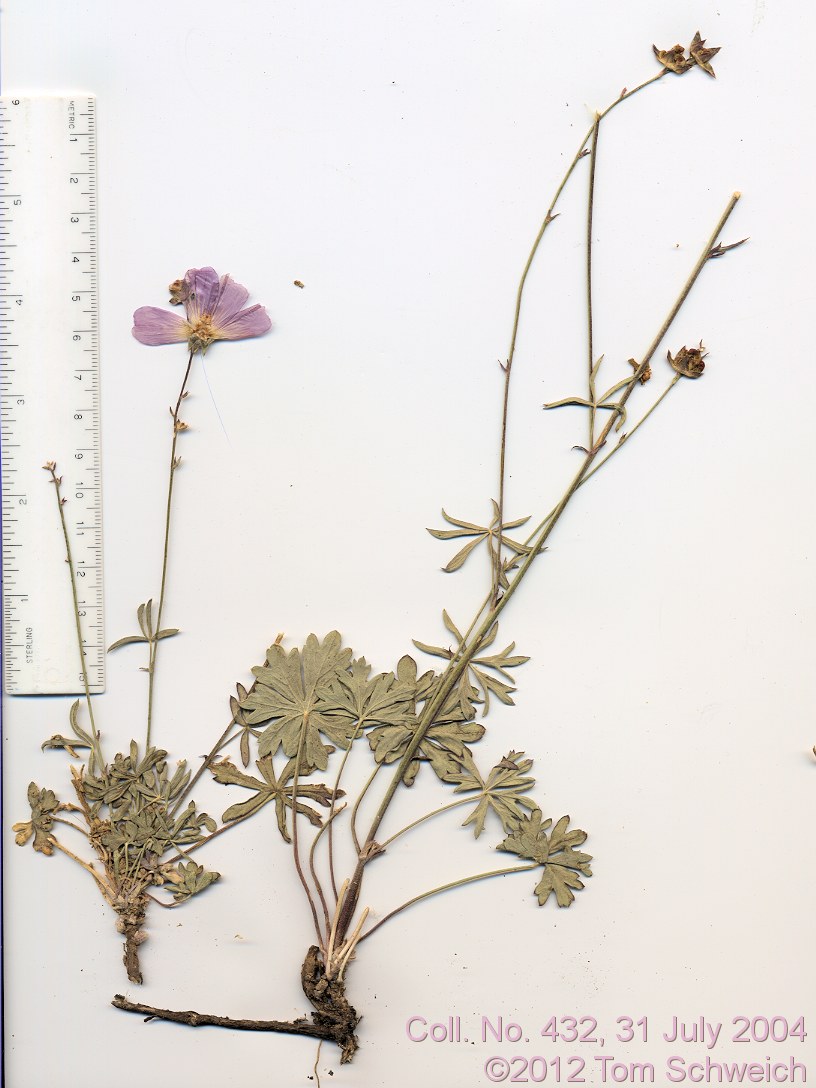 Malvaceae Sidalcea asperella