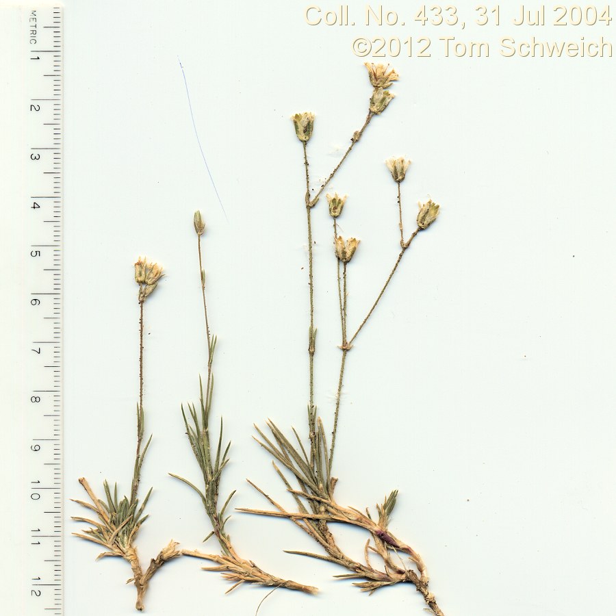 Caryphyllaceae Eremogone kingii glabrescens