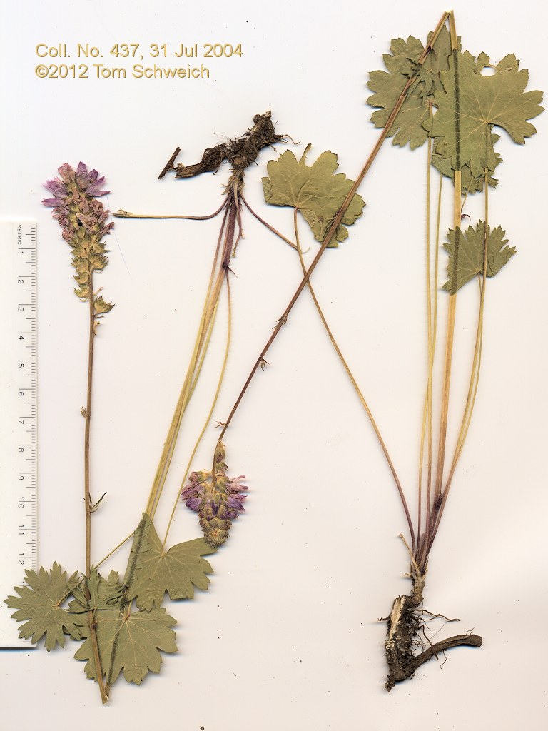 Malvaceae Sidalcea oregana spicata