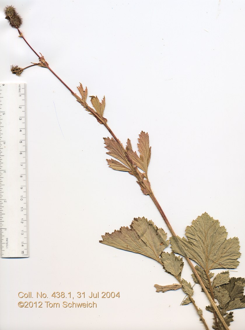 Rosaceae Geum macrophyllum perincisum