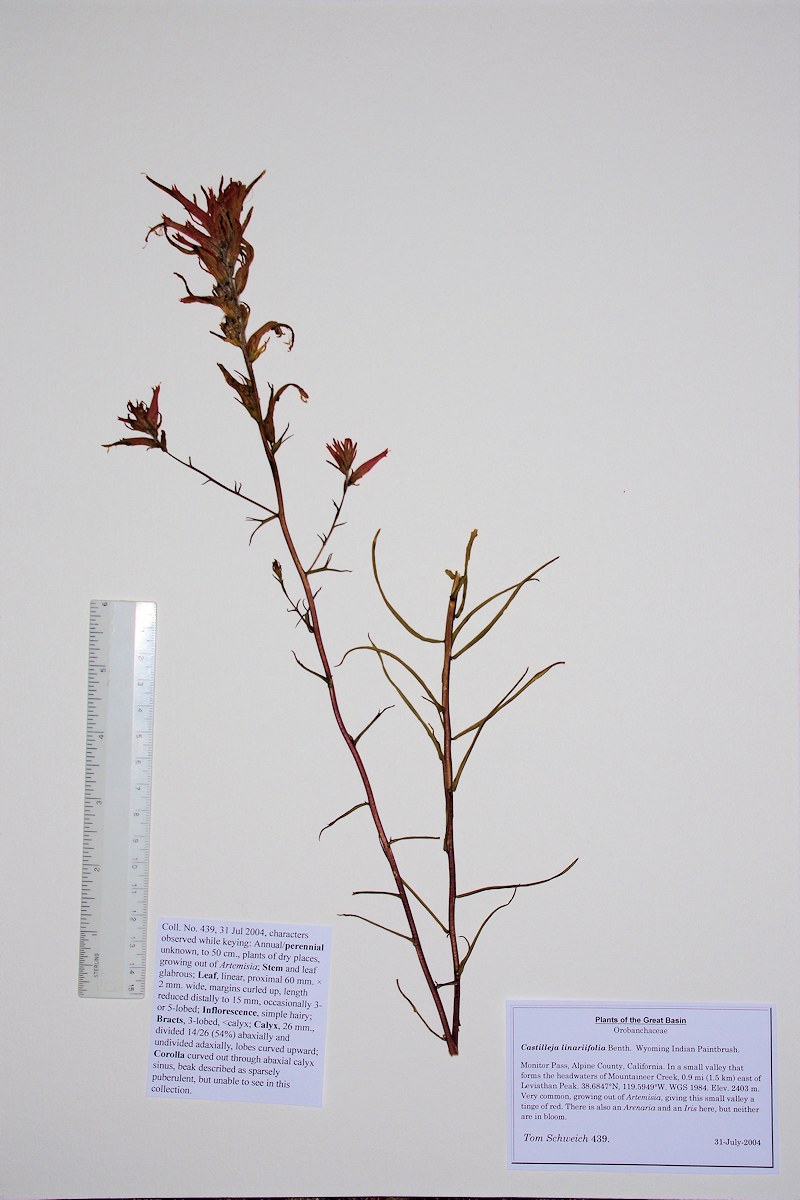 Orobanchaceae Castilleja linariifolia