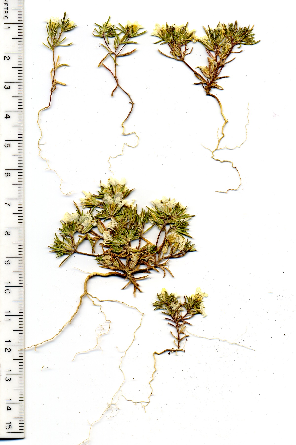 Linanthus demissus, Polemoniaceae, Mesquite Mountains, San Bernardino County, California