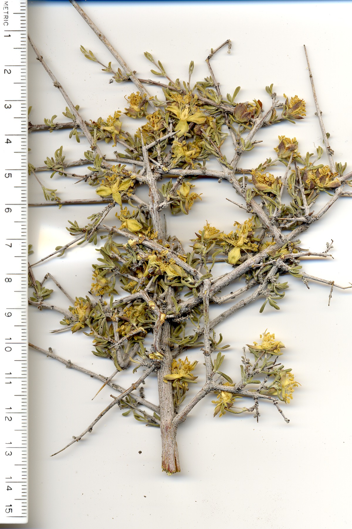 Coleogyne ramosissima, Rosaceae, Mesquite Mountains, San Bernardino County, California