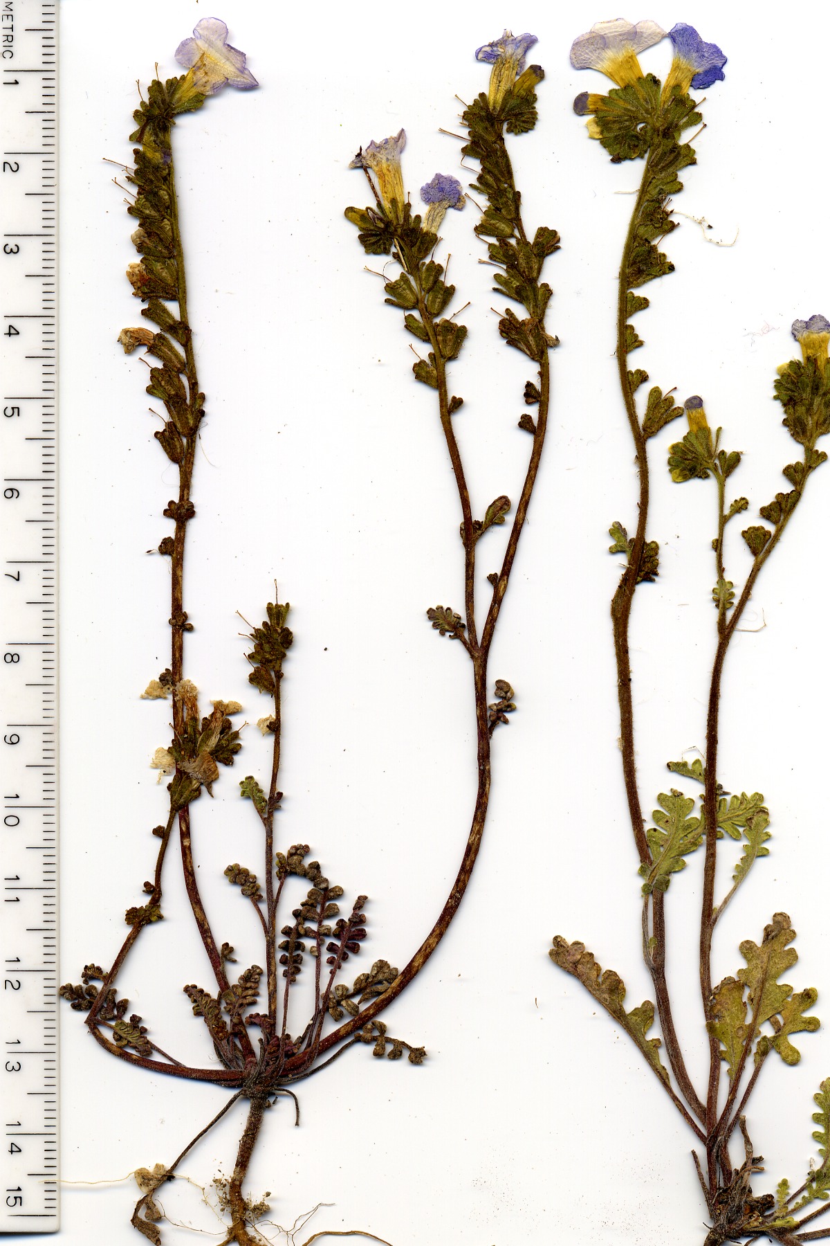 Phacelia fremontii, Boraginaceae, Mesquite Mountains, San Bernardino County, California