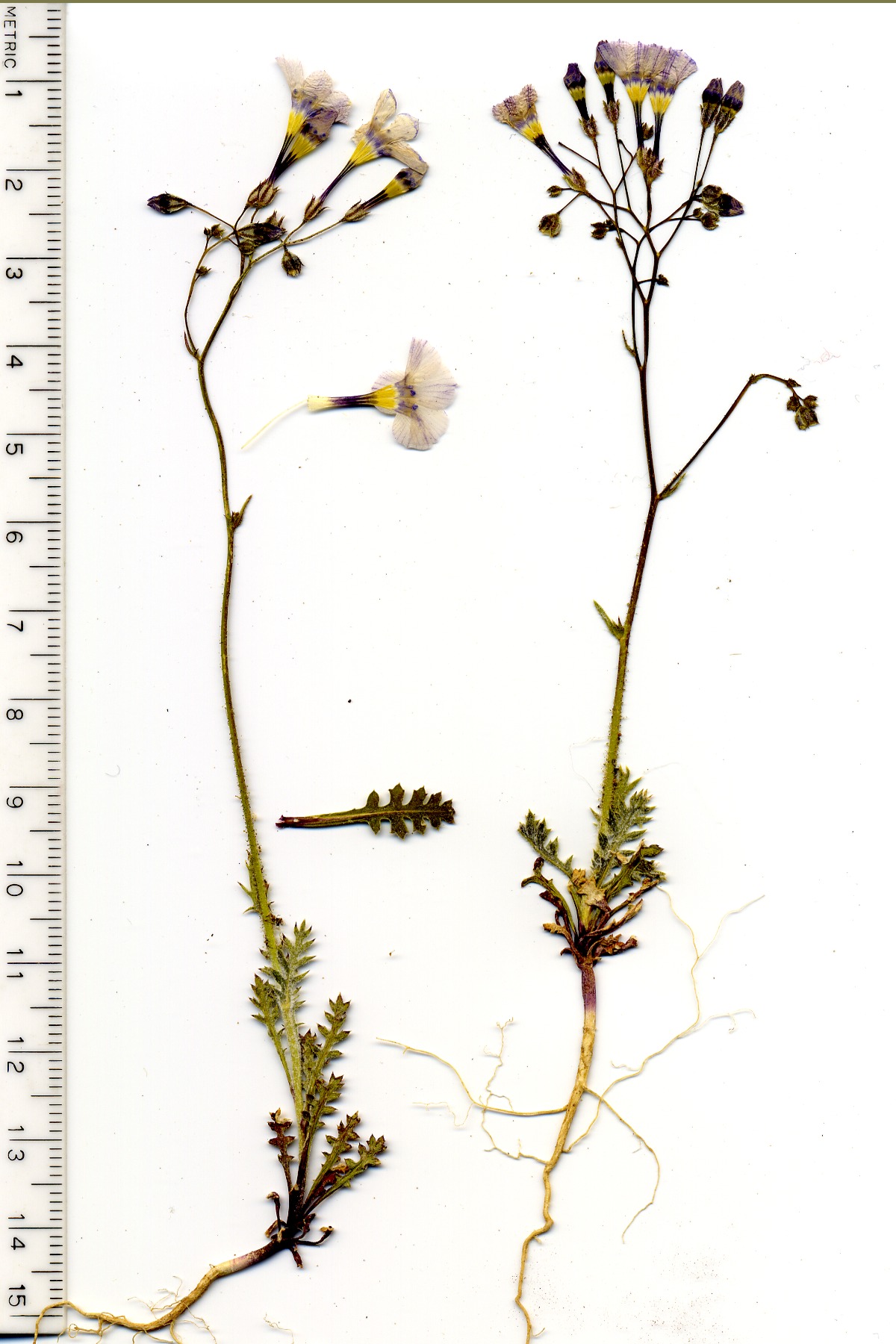 Gilia cana, Polemoniaceae, Mesquite Mountains, San Bernardino County, California