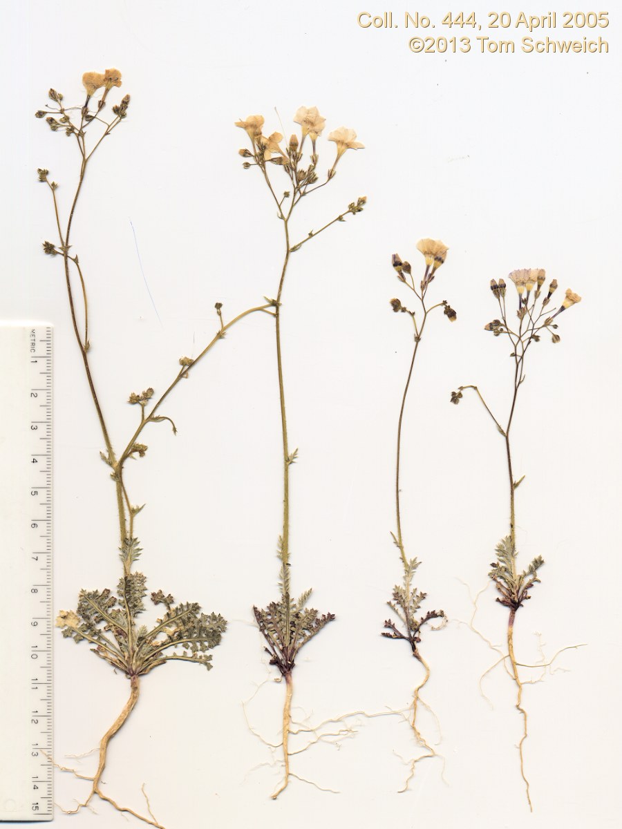 Polemoniaceae Gilia cana