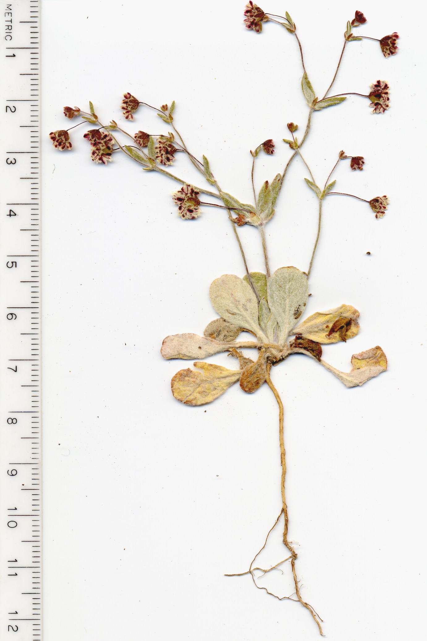 Eriogonum maculatum, Polygonaceae, Mesquite Mountains, San Bernardino, County, California