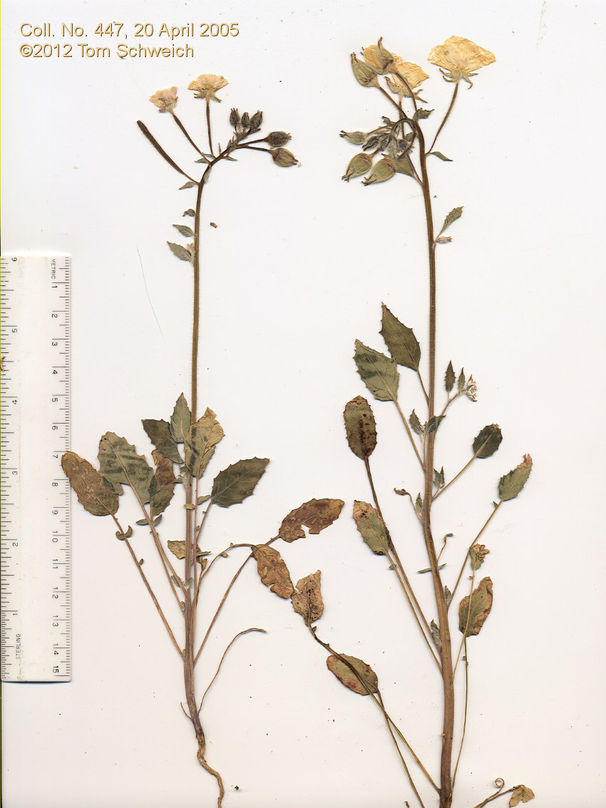 Onagraceae Chylismia claviformis