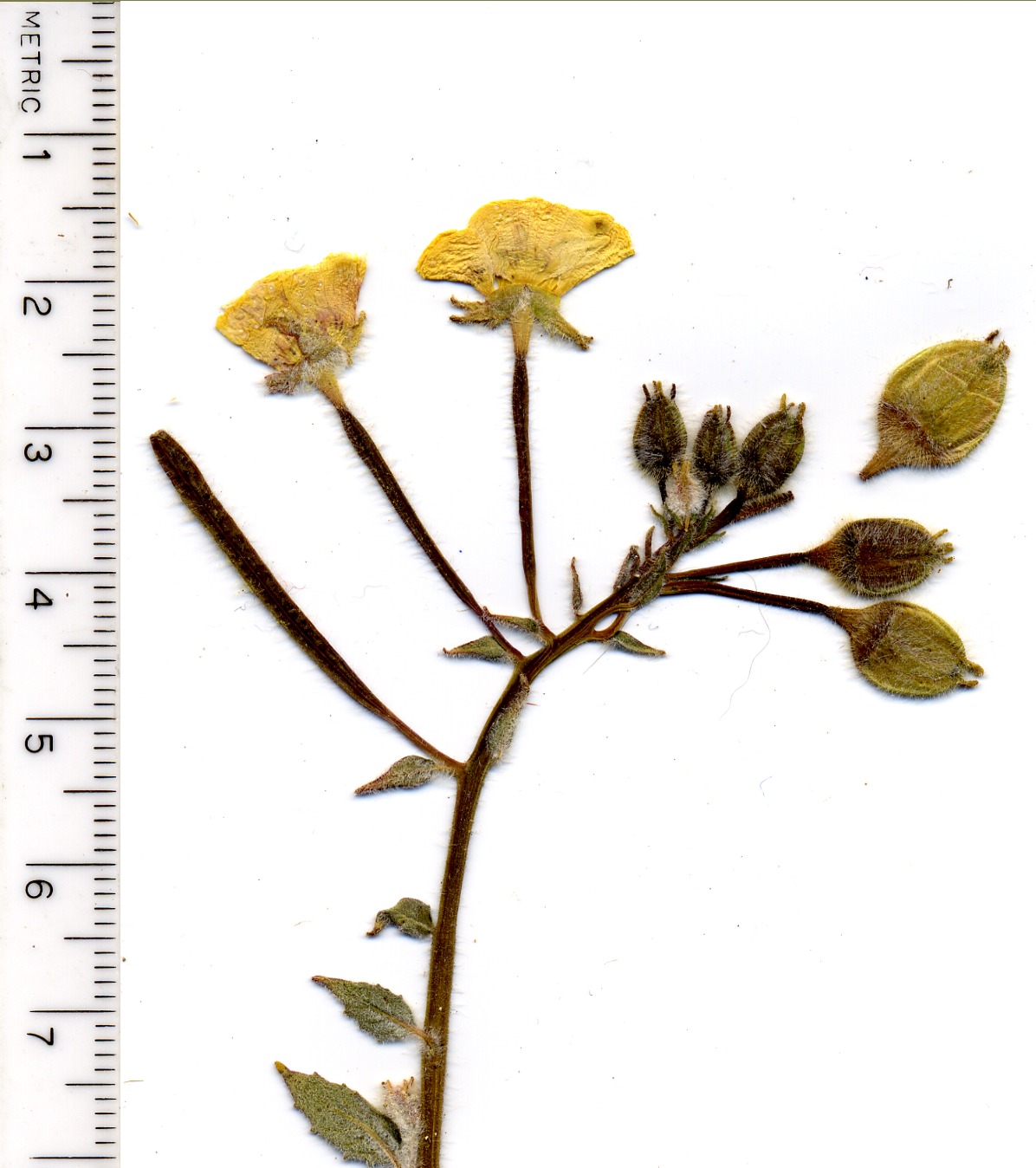Chylismia claviformis × brevipes, Onagraceae, Mesquite Mountains, San Bernardino County, California