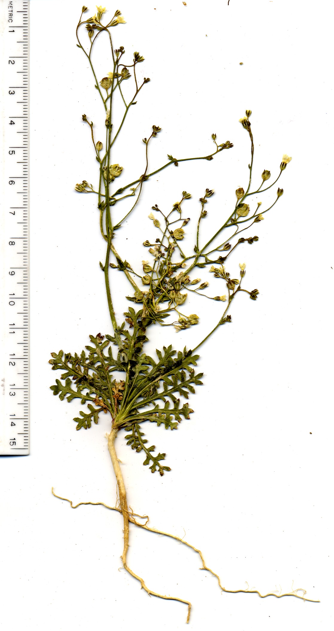 Gilia, Polemoniaceae, Mesquite Mountains, San Bernardino County, California