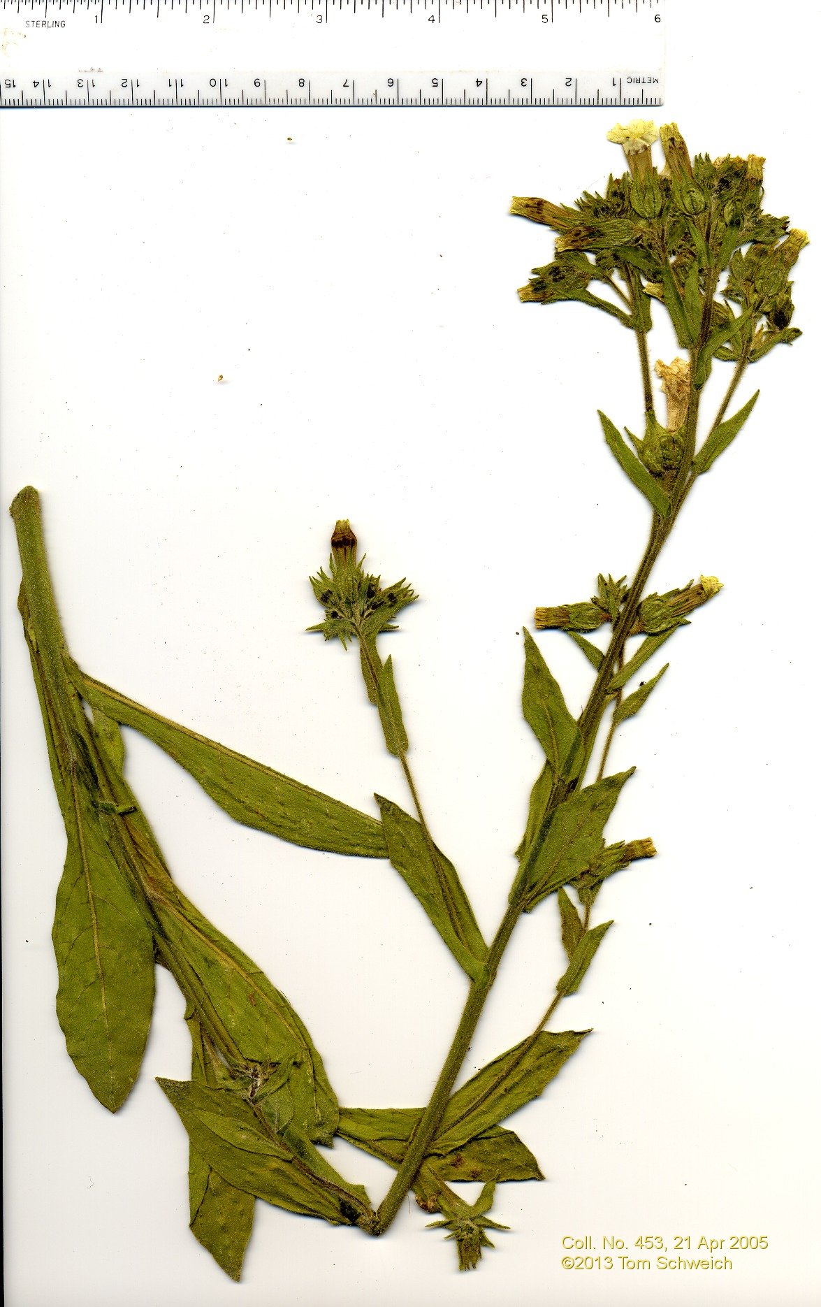 Solanaceae Nicotiana obtusifolia