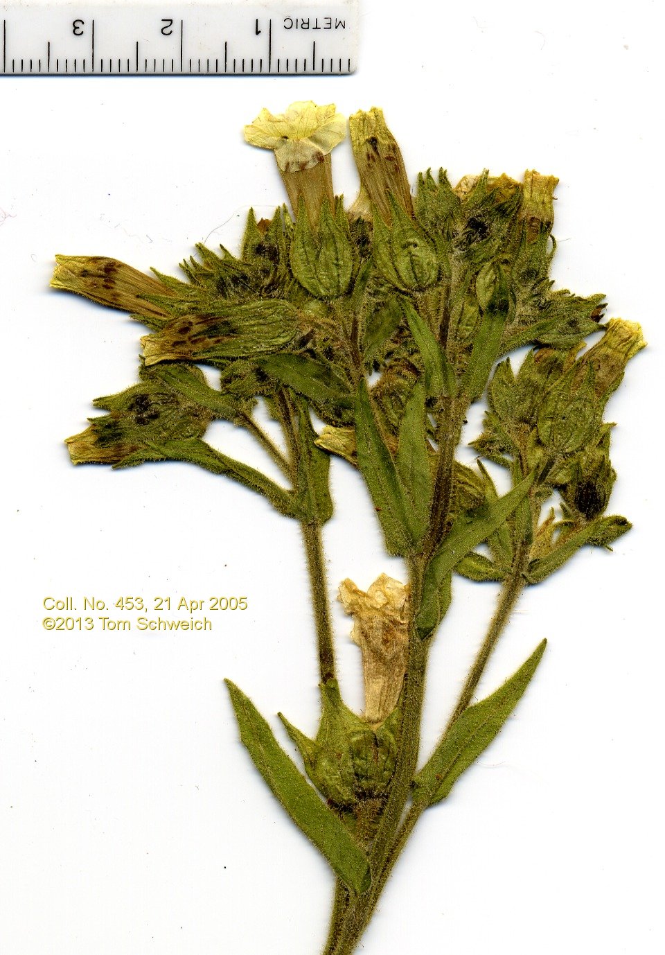 Solanaceae Nicotiana obtusifolia