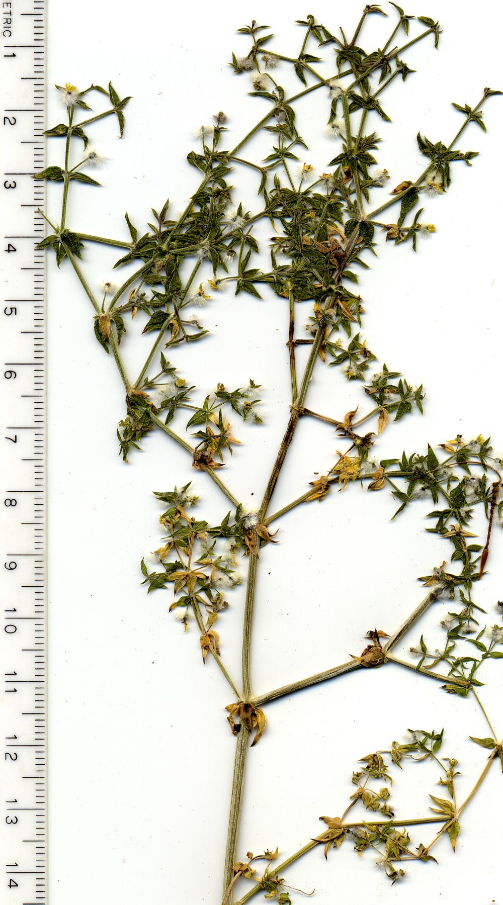 Rubiaceae, Galium stellatum, Mesquite Mountains, San Bernardino County, California
