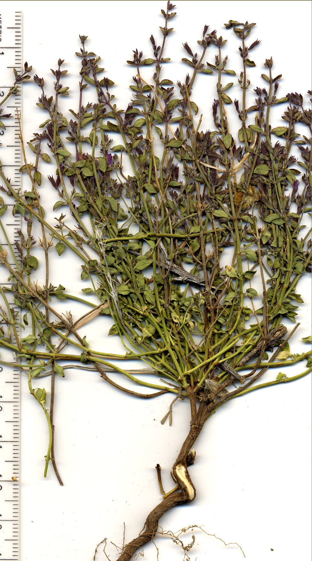Lamiaceae Hedeoma nana californica, Mesquite Mountains, San Bernardino County, California