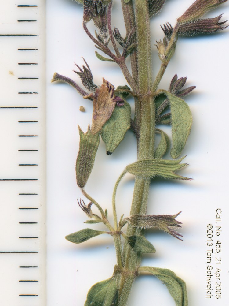 Lamiaceae Hedeoma nana californica