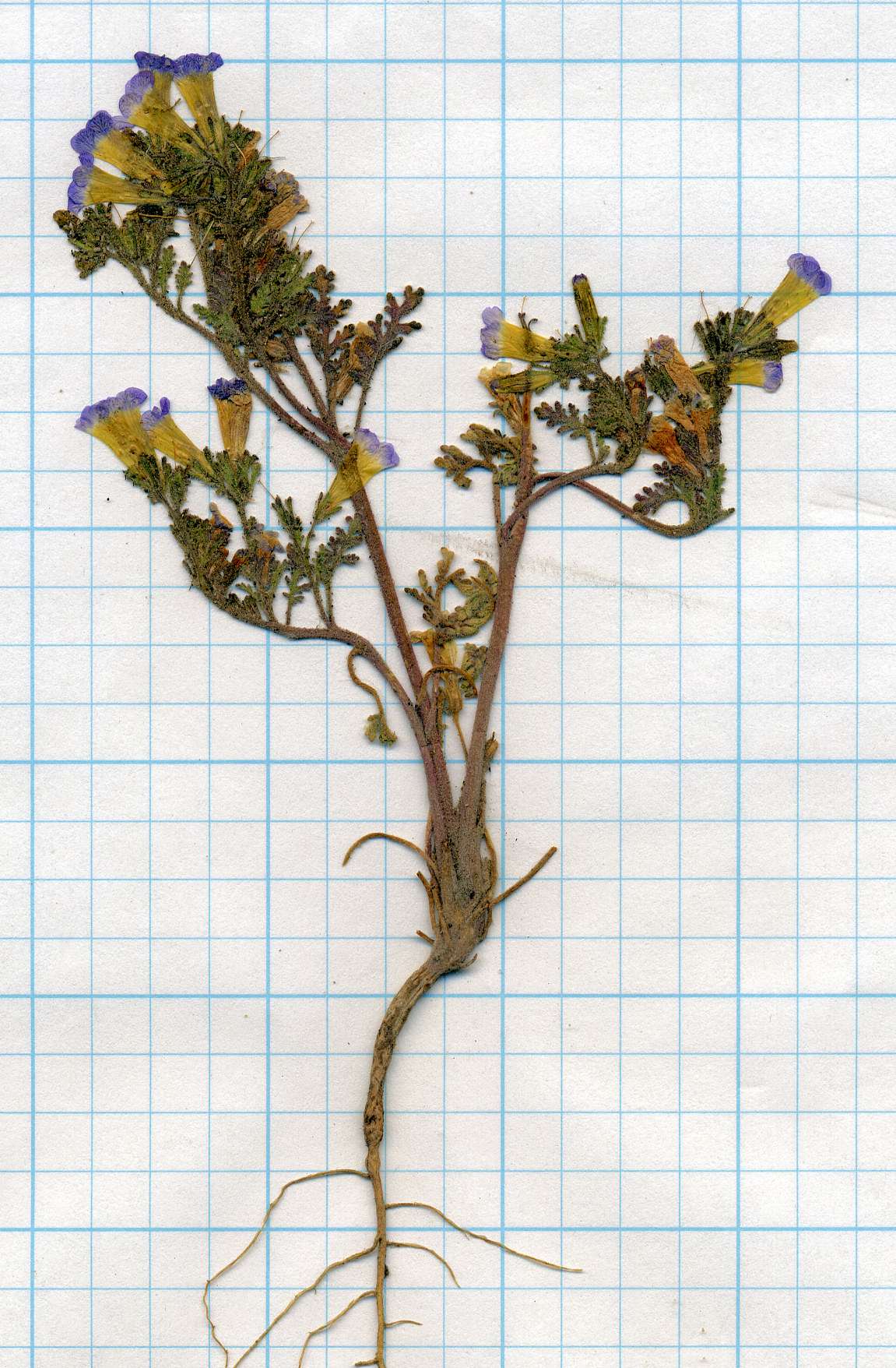 Boraginaceae, Phacelia bicolor