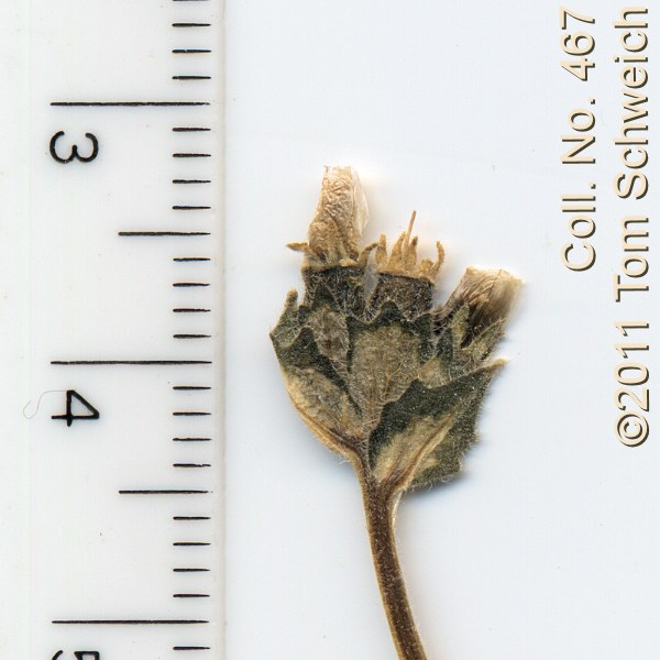 Loasaceae Mentzelia congesta