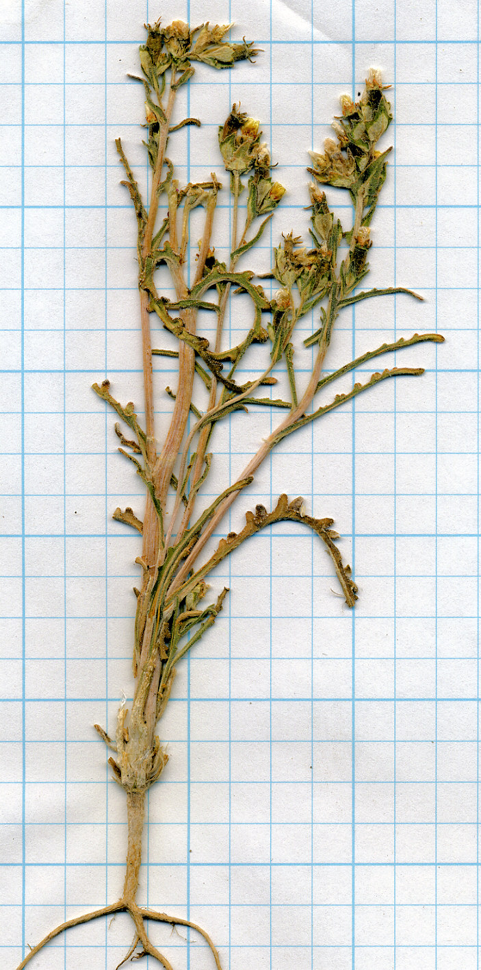 Loasaceae, Mentzelia congesta