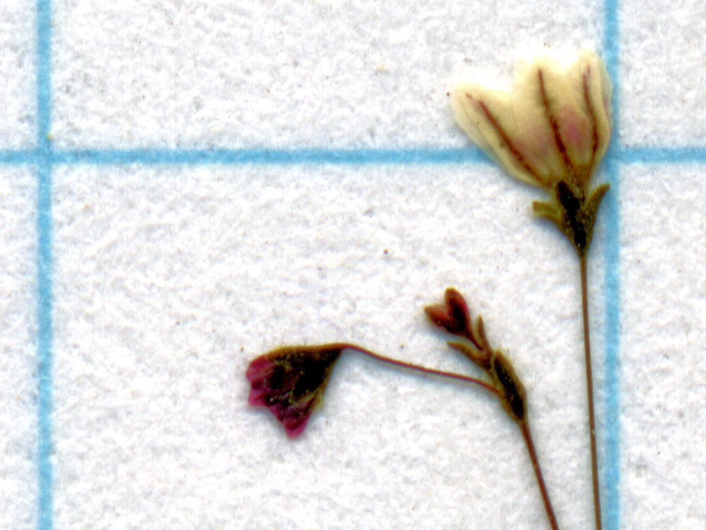 Polygonaceae Eriogonum spergulinum reddingianum