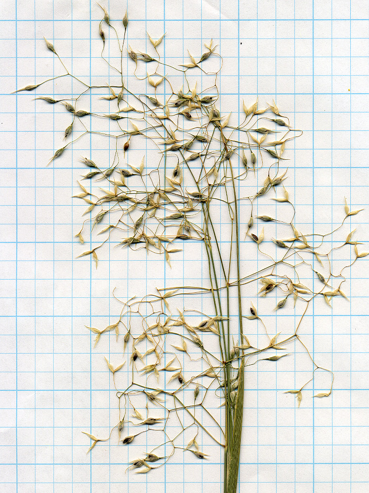 Poaceae Stipa hymenoides