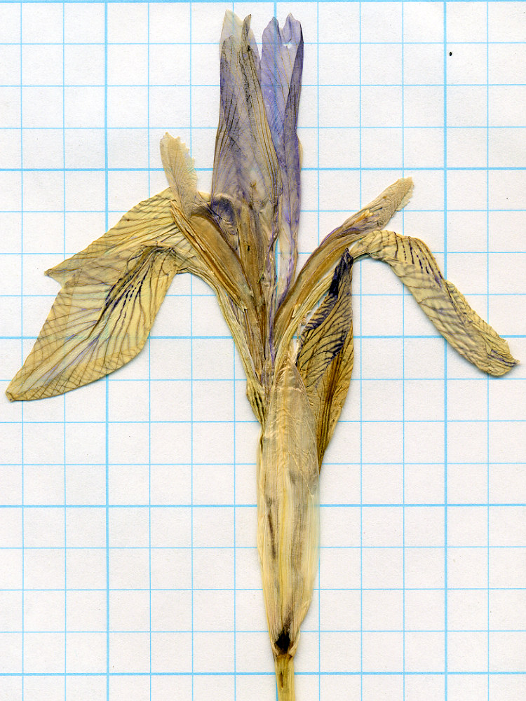 Iridaceae, Iris missourensis