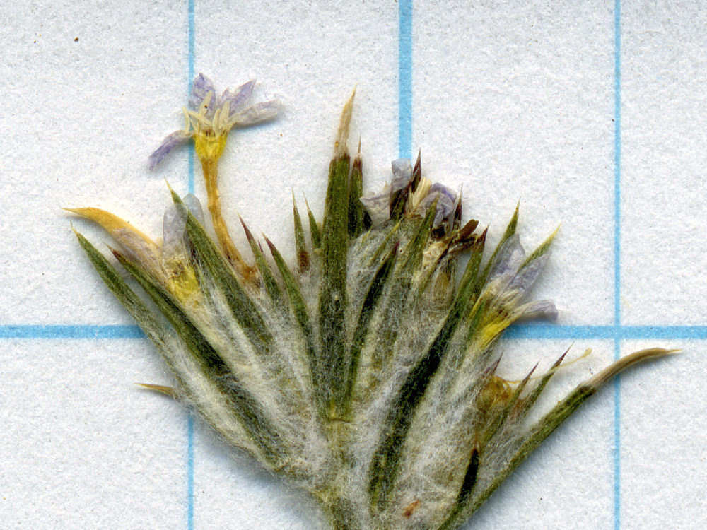 Polemoniaceae Eriastrum signatum