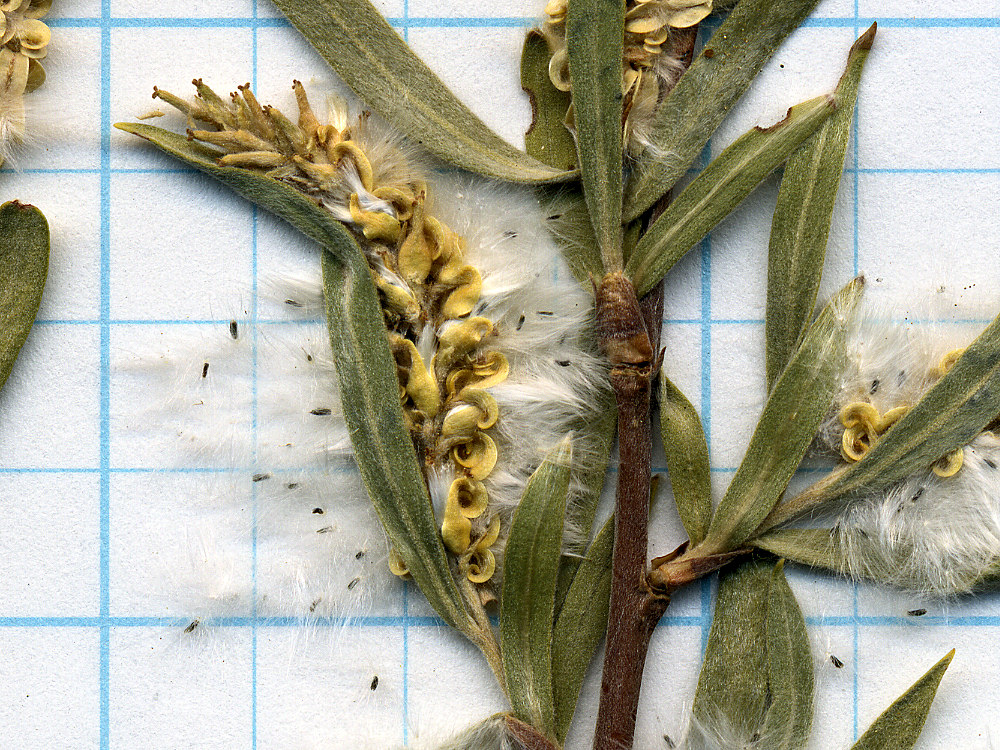 Salicaceae Salix exigua