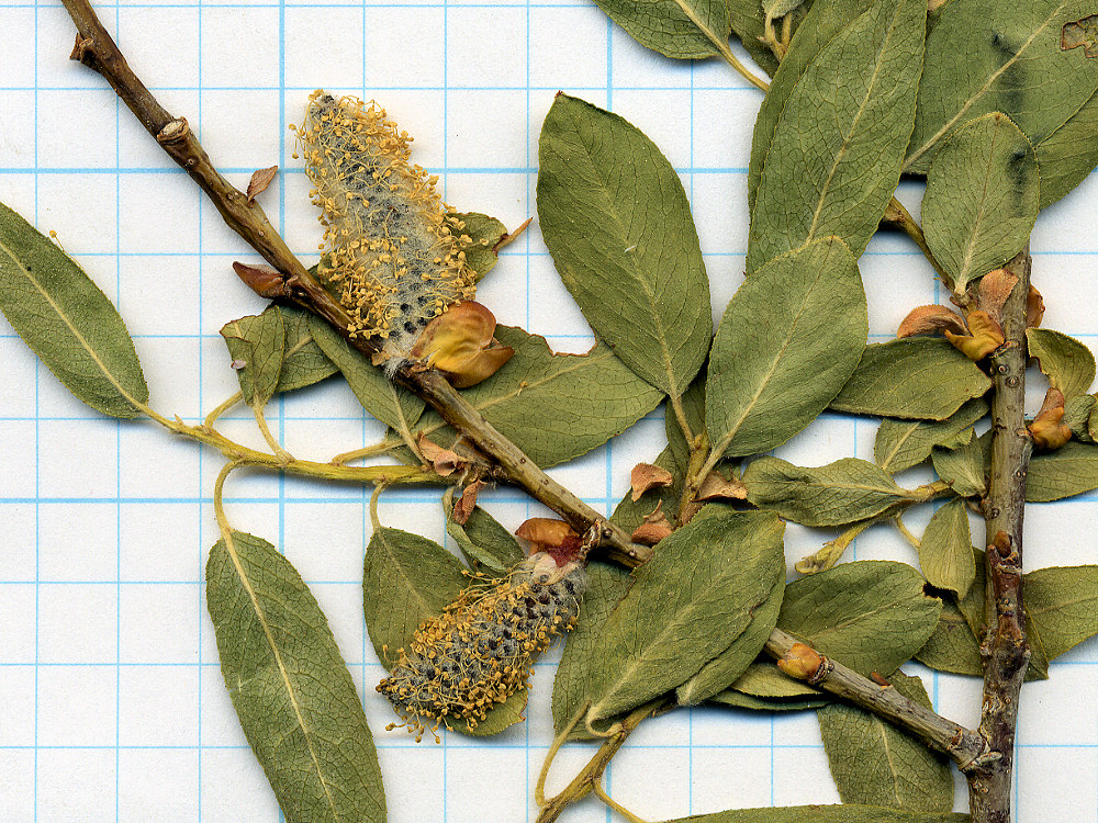 Salicaceae Salix boothii