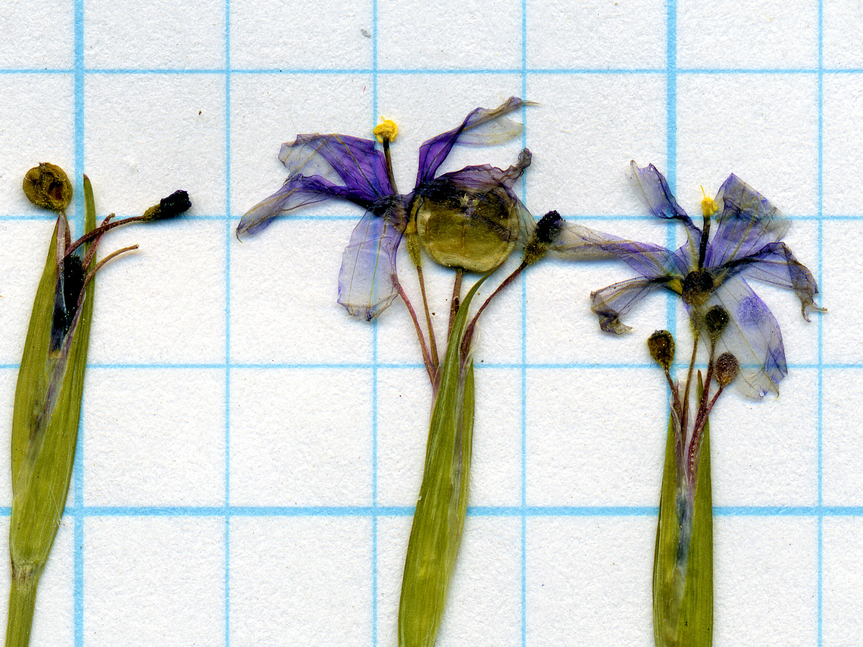Iridaceae Sisyrinchium idahoense occidentale