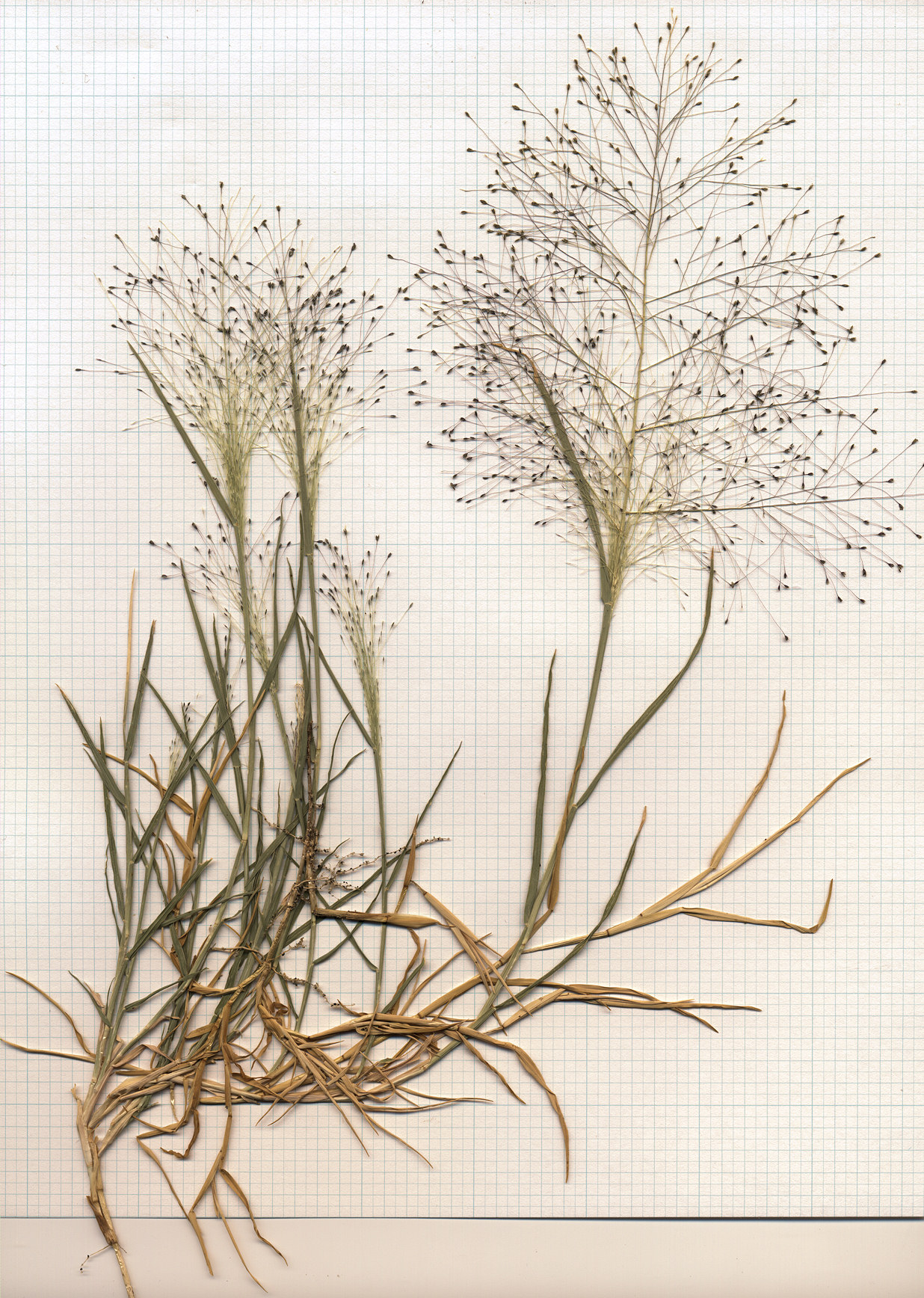 Poaceae Muhlenbergia asperifolia